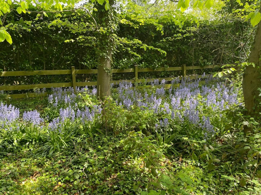 Boarders’ Sponsored Walk