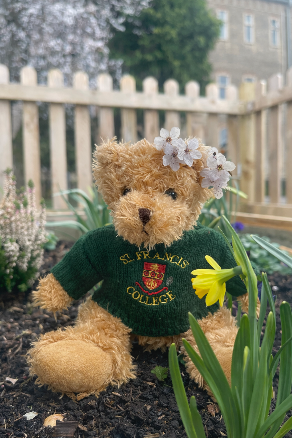 Boardington Bear Adventures: Pancakes, Petals and Plenty of Fun