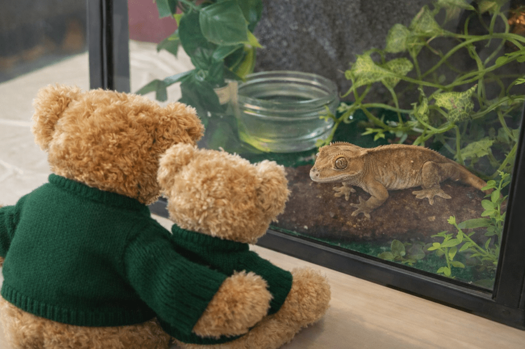 Boardington Bear Adventures: Science, Showcases and Spectacular STEM